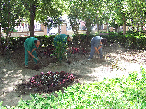 El Ayuntamiento adorna parques y jardines con unas 500 plantas de temporada 
